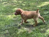 Orange Joe, a male Labrador Retriever for sale in Normalville, PA – 1 of 10