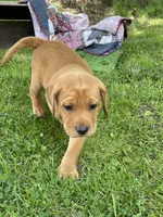 Light green Yodi, a male Labrador Retriever for sale in Normalville, PA – 9 of 10