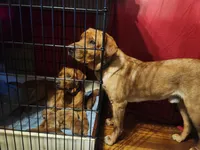 Dark Blue Nicolas, a male Labrador Retriever for sale in Normalville, PA – 5 of 10