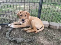 Black Batman, a male Labrador Retriever for sale in Normalville, PA – 8 of 10