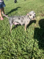AKC Butterball , a male Chihuahua for sale in Braymer, MO – 4 of 6