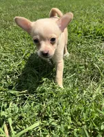 AKC Butterball , a male Chihuahua for sale in Braymer, MO – 2 of 6