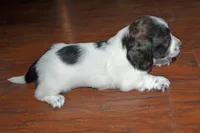 Lady, a female Miniature Dachshund for sale in Braymer, MO – 2 of 5