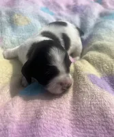 Lady, a female Miniature Dachshund for sale in Braymer, MO – 2 of 7