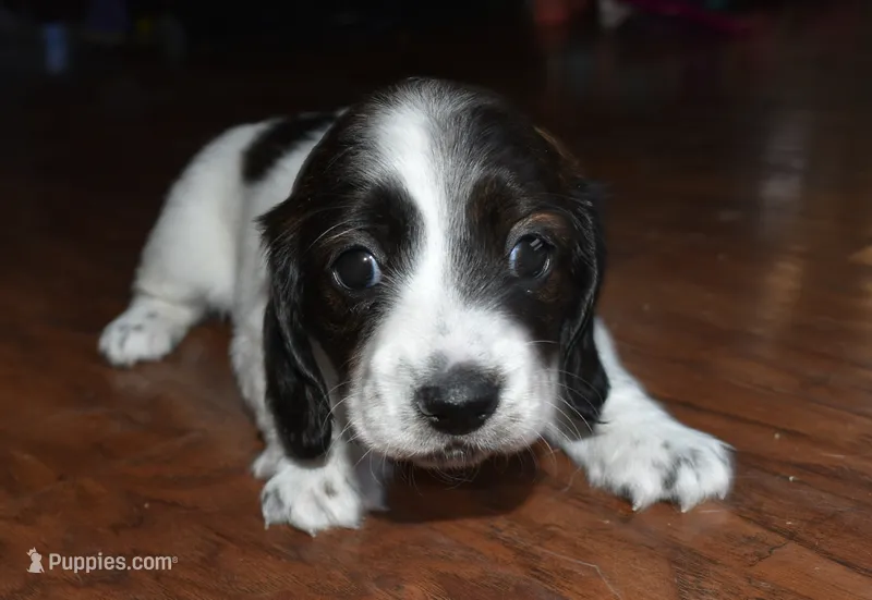 Lady – Miniature Dachshund puppy for sale in Braymer, MO