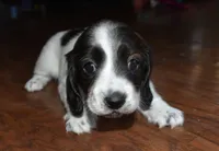 Lady, a female Miniature Dachshund for sale in Braymer, MO – 1 of 5