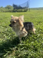 Akc chimichanga , a male Chihuahua for sale in Braymer, MO – 2 of 4