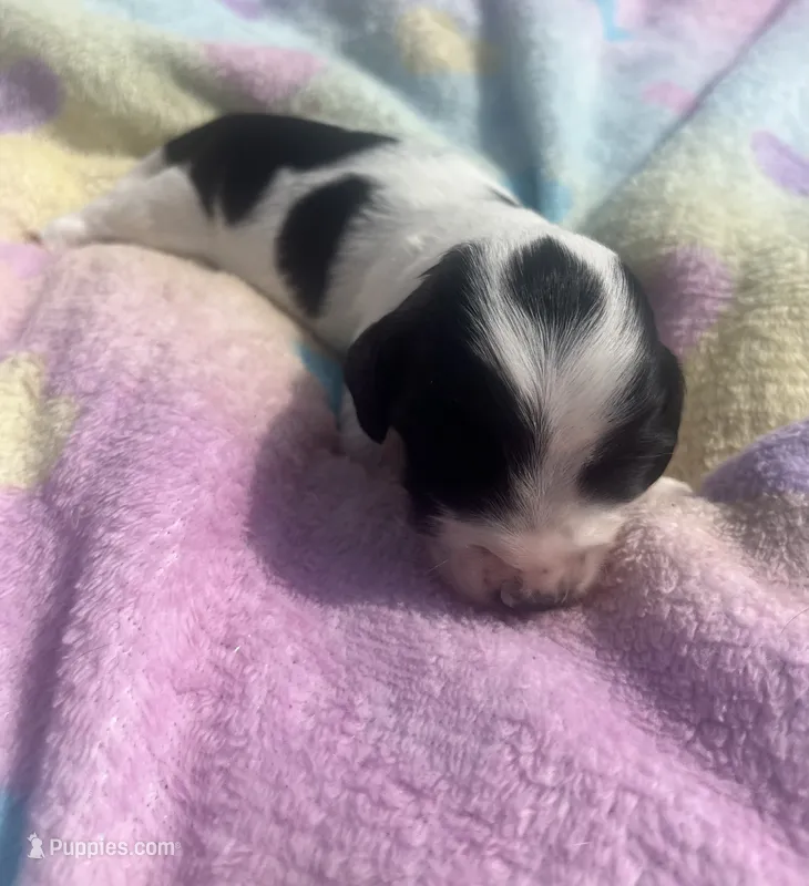 Dewdrop – Miniature Dachshund puppy for sale in Braymer, MO