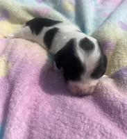 Dewdrop, a female Miniature Dachshund for sale in Braymer, MO – 1 of 7