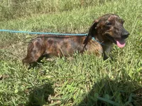 Ace, a male Miniature Dachshund for sale in Braymer, MO – 7 of 7