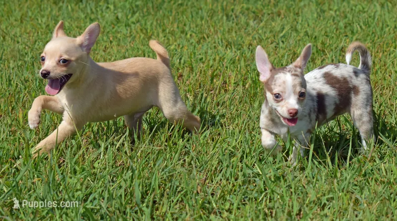 AKC Butterball  – Chihuahua puppy for sale in Braymer, MO