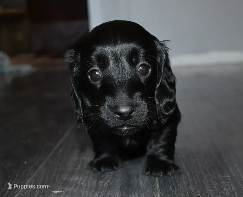 Ace – Miniature Dachshund puppy for sale in Braymer, MO