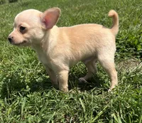 AKC Butterball , a male Chihuahua for sale in Braymer, MO – 1 of 6