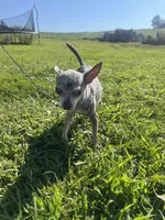 Akc Frito , a female Chihuahua for sale in Braymer, MO – 2 of 4