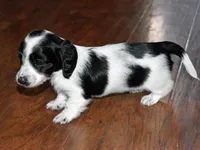Dewdrop, a female Miniature Dachshund for sale in Braymer, MO – 2 of 4