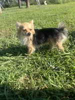 AKC Butterball , a male Chihuahua for sale in Braymer, MO – 5 of 6