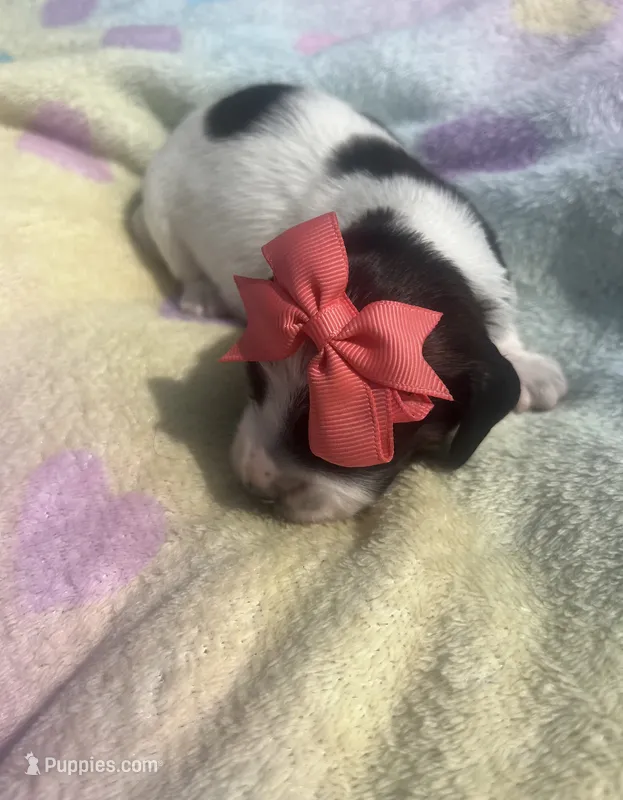 Lady – Miniature Dachshund puppy for sale in Braymer, MO