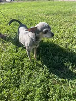 AKC Butterball , a male Chihuahua for sale in Braymer, MO – 3 of 6