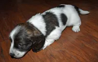 Lady, a female Miniature Dachshund for sale in Braymer, MO – 3 of 5