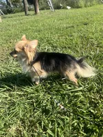 AKC Butterball , a male Chihuahua for sale in Braymer, MO – 6 of 6