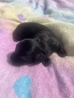 Ace, a male Miniature Dachshund for sale in Braymer, MO – 3 of 7