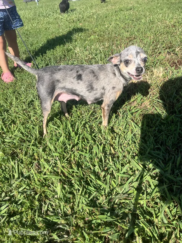 Akc Frito  – Chihuahua puppy for sale in Braymer, MO