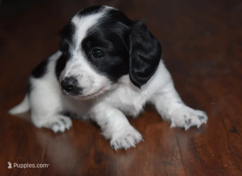 Dewdrop – Miniature Dachshund puppy for sale in Braymer, MO