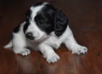 Dewdrop, a female Miniature Dachshund for sale in Braymer, MO – 1 of 4