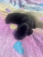 Ace, a male Miniature Dachshund for sale in Braymer, MO – 2 of 7