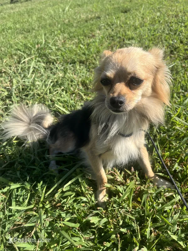 Akc chimichanga  – Chihuahua puppy for sale in Braymer, MO