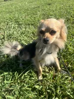 Akc chimichanga , a male Chihuahua for sale in Braymer, MO – 1 of 4