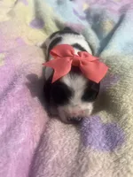 Dewdrop, a female Miniature Dachshund for sale in Braymer, MO – 3 of 7