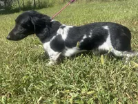 Dewdrop, a female Miniature Dachshund for sale in Braymer, MO – 4 of 7