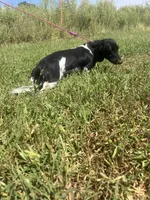 Ace, a male Miniature Dachshund for sale in Braymer, MO – 5 of 7