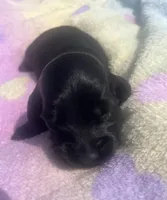 Ace, a male Miniature Dachshund for sale in Braymer, MO – 1 of 7