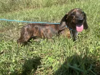 Ace, a male Miniature Dachshund for sale in Braymer, MO – 6 of 7