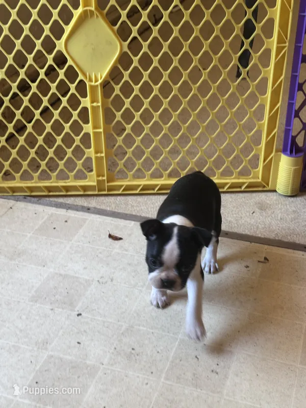 Stella – Boston Terrier puppy for sale in Bloomington, IL