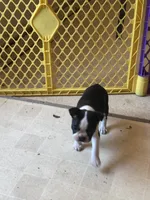 Stella, a female Boston Terrier for sale in Bloomington, IL – 2 of 7