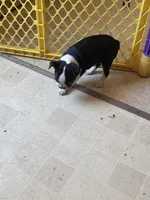 Stella, a female Boston Terrier for sale in Bloomington, IL – 3 of 7