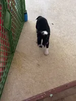 Samantha, a female Boston Terrier for sale in Bloomington, IL – 2 of 8