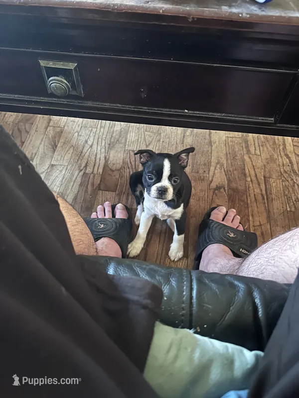 Samantha – Boston Terrier puppy for sale in Bloomington, IL