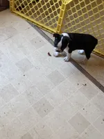Stella, a female Boston Terrier for sale in Bloomington, IL – 7 of 7