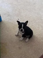 Samantha, a female Boston Terrier for sale in Bloomington, IL – 4 of 8