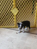 Stella, a female Boston Terrier for sale in Bloomington, IL – 6 of 7
