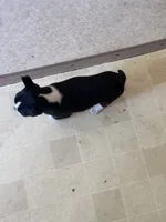 Samantha, a female Boston Terrier for sale in Bloomington, IL – 6 of 8
