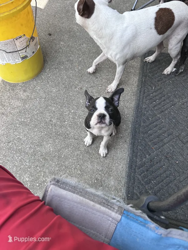 Stella – Boston Terrier puppy for sale in Bloomington, IL