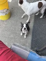 Stella, a female Boston Terrier for sale in Bloomington, IL – 1 of 10