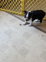Stella, a female Boston Terrier for sale in Bloomington, IL – 5 of 7