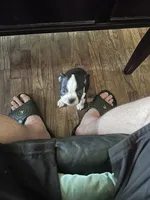 Stella, a female Boston Terrier for sale in Bloomington, IL – 10 of 10
