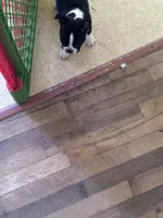 Samantha, a female Boston Terrier for sale in Bloomington, IL – 5 of 8